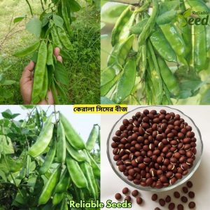 কেরালা সিমের উন্নতমানের বীজ।