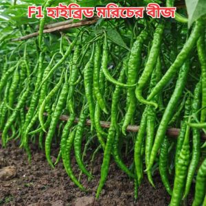 ১২ মাসি হাইব্রিড সবুজ মরিচের বীজ