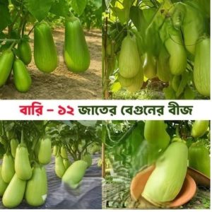 ১২ মাসি হাইব্রিড বারি বেগুন