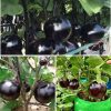 কালো তাল বেগুনের উন্নত জাত।