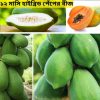 ১২ মাসি হাইব্রিড পেঁপের বীজ