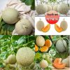শাম্মাম (Shammam) মিষ্টি স্বাদ ও সুগন্ধযুক্ত ফল