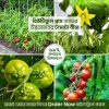 উচ্চ ফলনশীল টমেটো বীজ