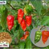 নাগা বোম্বাই মরিচ বীজ