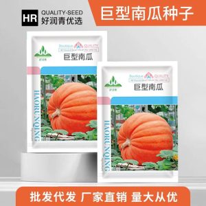 মিষ্টিকুমড়ার বীজ (Honey Pumpkin Seeds) 🎃 উন্নত জাতের বীজ,