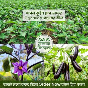 উচ্চ ফলনশীল হাইব্রিড বেগুন বীজ
