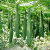 🌱 হাইব্রিড ঝিঙে বীজ  ✔️ দ্রুত ফলনশীল ও উচ্চ ফলন