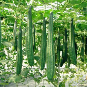 🌱 হাইব্রিড ঝিঙে বীজ  ✔️ দ্রুত ফলনশীল ও উচ্চ ফলন