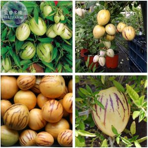 🍈 পেপিনো মেলন বীজ