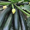 🥒 স্কোয়াশ বীজ