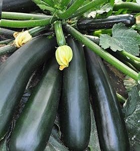 🥒 স্কোয়াশ বীজ
