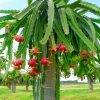 উজ্জ্বল গোলাপি রঙের আকর্ষণীয় ড্রাগন ফল