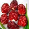 লাল ভুট্টা একটি উন্নত জাতের সুইট কর্ন।