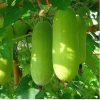 চাল কুমড়া একটি পুষ্টিকর ও সুস্বাদু সবজি