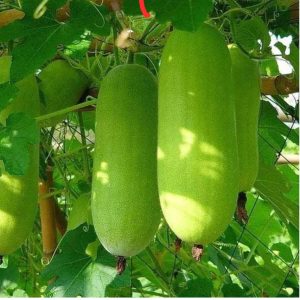 চাল কুমড়া একটি পুষ্টিকর ও সুস্বাদু সবজি