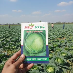 বাঁধাকপি (Cabbage) – বিবরণ বাঁধাকপি একটি জনপ্রিয় শীতকালীন সবজি।