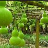 কলসি লাউ একটি জনপ্রিয় দেশি লাউ