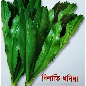 🌿 বিলাতি ধনিয়া একটি সুগন্ধি ও পুষ্টিকর বিদেশি শাক।