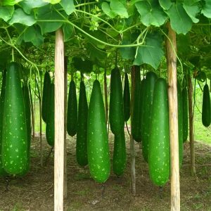 উফসী হাজারি লাউ জয়৩৫