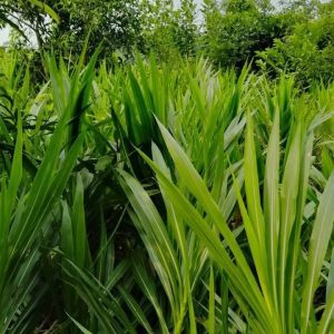 গুয়াতেমালা ঘাস বীজ ১ কেজি ৭৫০ টাকা