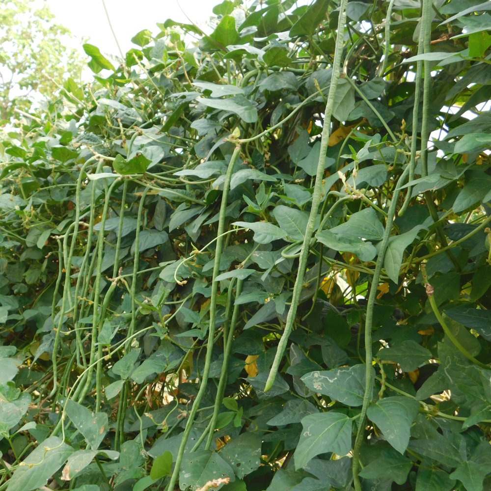 imgi_507_French-Bean-Yard-Long-1.jpg