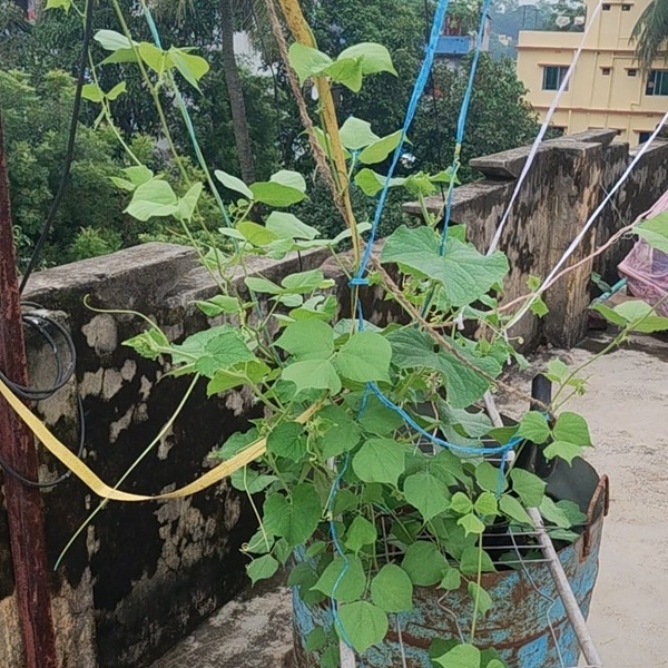 plant_1024x1024